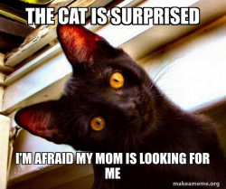 Overly Attached Cat