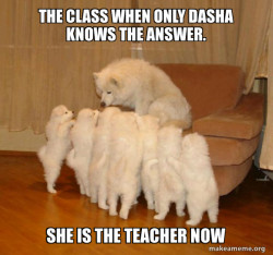Storytelling Dog