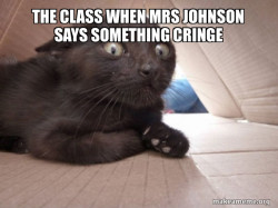 Schitzo Cat