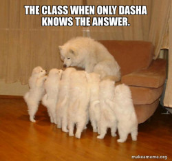 Storytelling Dog