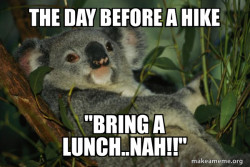 Laid Back Koala