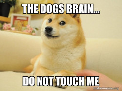 Doge