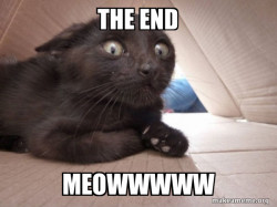 Schitzo Cat
