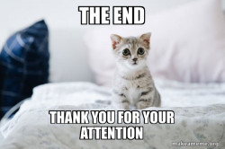 Cute Kitten
