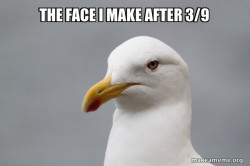 Stuff That Didn't Happen Seagull