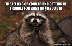 Evil Plotting Raccoon