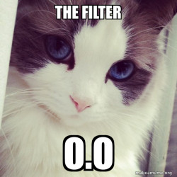 Ridiculously Photogenic Cat