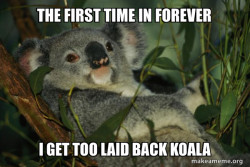 Laid Back Koala