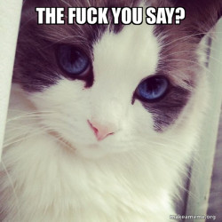 Ridiculously Photogenic Cat