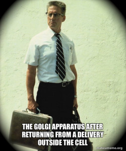 Golgi Apparatus 