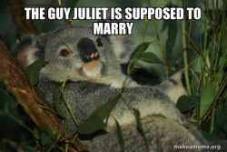 Laid Back Koala