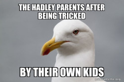Stuff That Didn't Happen Seagull