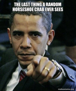 Angry Obama