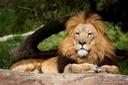 the lion does not concern himself with meiosis