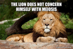 Contemplative Lion