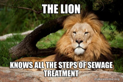 Contemplative Lion
