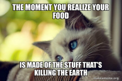 First World Cat Problems