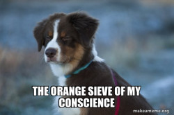 Unsure Dog