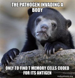 Confession Bear