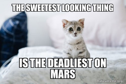 Cute Kitten