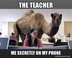 Hump Day Camel
