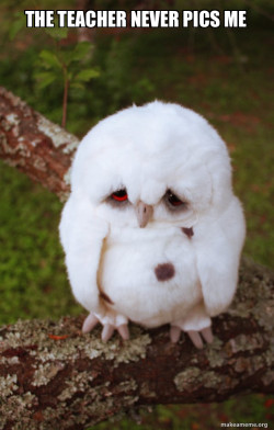 Sad Owl