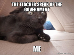 Schitzo Cat