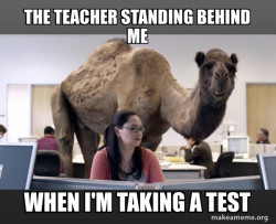 Hump Day Camel