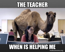 Hump Day Camel