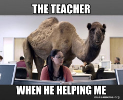 Hump Day Camel