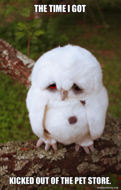 Sad Owl