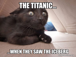 Schitzo Cat