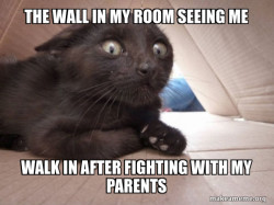Schitzo Cat