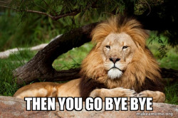 Contemplative Lion