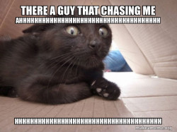 Schitzo Cat