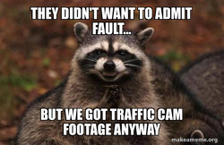 Evil Plotting Raccoon