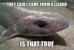 Dirty Joke Dogfish