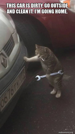 Mechanic Cat