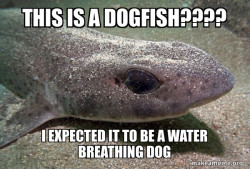 Dirty Joke Dogfish