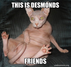 Hairless Cat