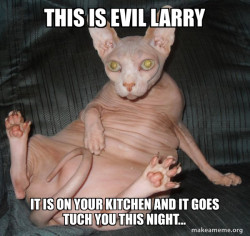 Hairless Cat