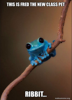 Small Fact Frog
