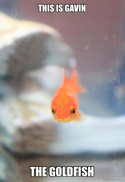 Grumpy Fish
