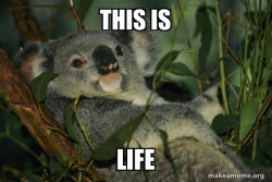 Laid Back Koala