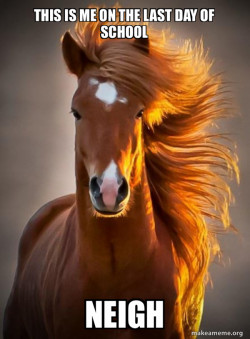 Ridiculously photogenic horse