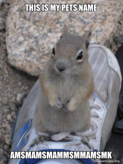 Standover Squirrel