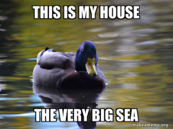 Zen Advice Mallard