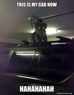 Drop Bear