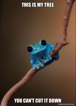 Small Fact Frog