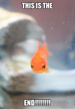 Grumpy Fish
